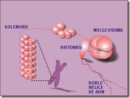 nucleosoma
