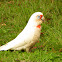 Long-billed Corella