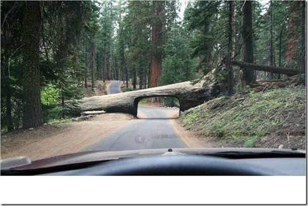 美國加州紅杉公園內一顆倒下的樹（因地制宜，不過有限高就是了）