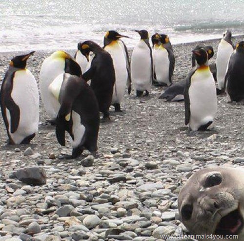 50_Funniest_Animal_Photobombs_Of_All_Time_18