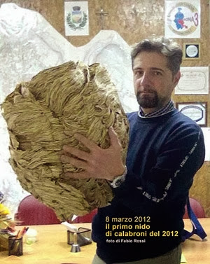 Nido di calabrone asiatico gigante scoperto in Italia (2012)