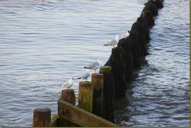 Cromer seagulls