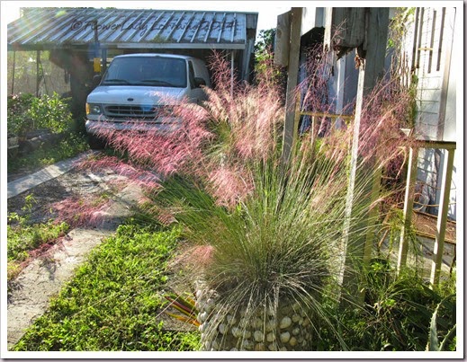 11-04-pink-muhly-5