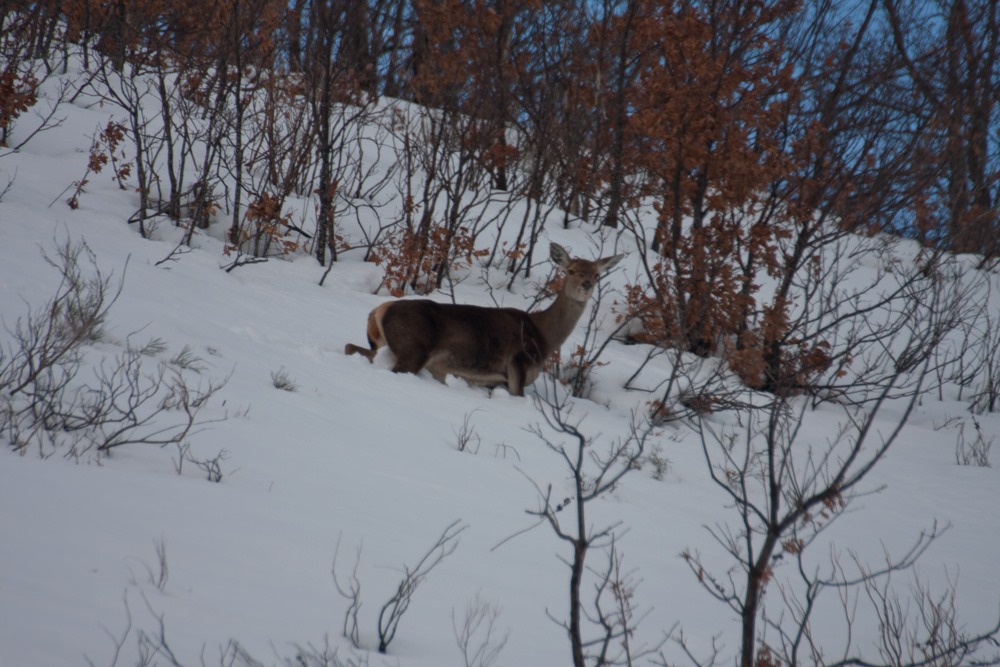 [venaosnieve48%255B2%255D.jpg]