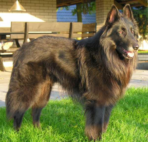 Belgian Shepherd Dog