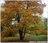Осень в Яхимове. Чехия.