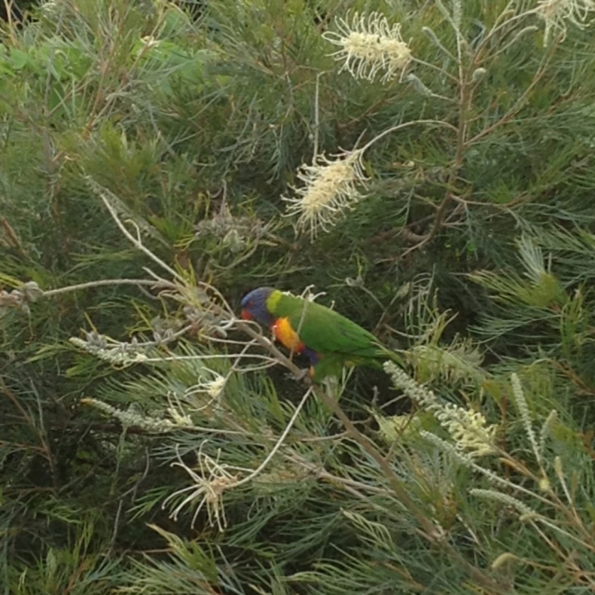 Rainbow Lorikeet