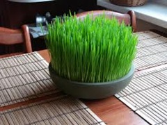 wheat grass 2