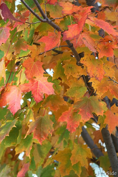 Maple Leaves (2)