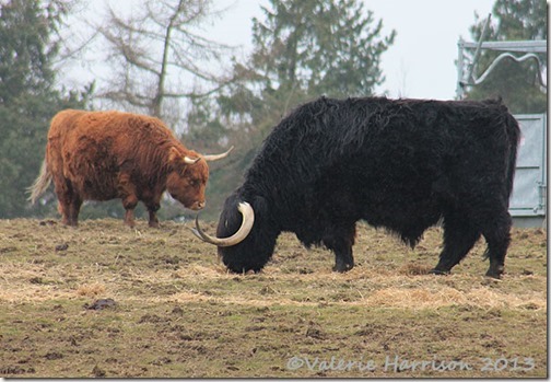 26-highland-cattle