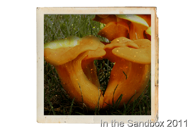 [jack-o-lantern-mushrooms-LR%255B11%255D.gif]