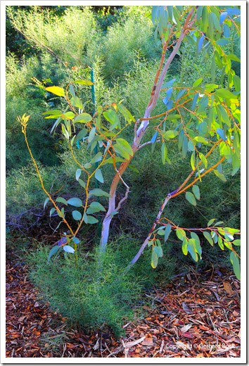 131124_UCD_Arboretum_AustralianCollection_Eucalyptus-pauciflora-debeuzevillei_02