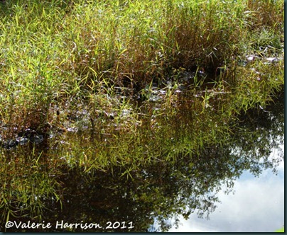 2-reflected-reeds