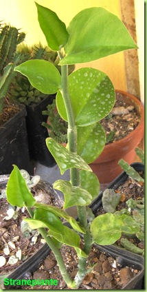 Pedilanthus in vegetazione