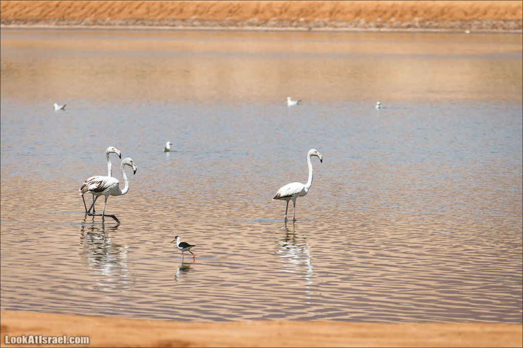 LookAtIsrael.com: Фото-блог о путешествиях по Израилю. Тель Авив, Иерусалим, Хайфа 