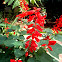 Scarlet Sage. Salvia escarlata