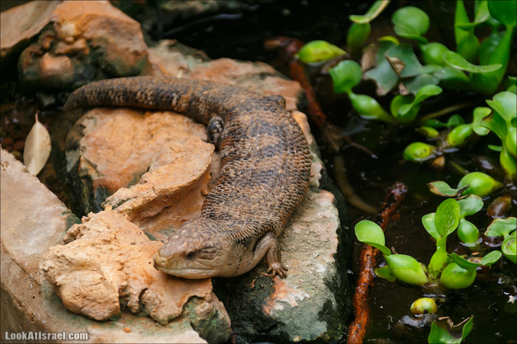 Ган Гуру - парк с кенгуру и другими австралийскими животными | Gan Guru | גן גורו | LookAtIsrael.com - Фото путешествия по Израилю