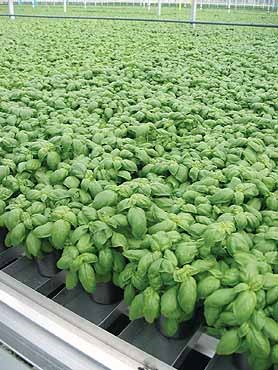 [Manjeric%25C3%25A3o%2520Martina%255B3%255D.jpg]