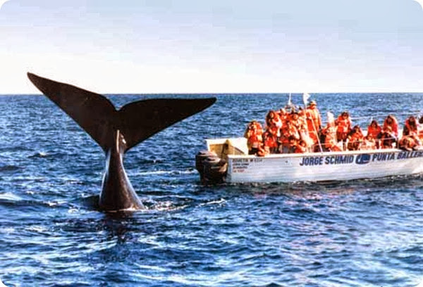 puerto madryn puerto madryn