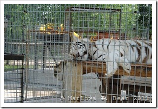 tn_2011-06-25 Special Memories Zoo Walk Through (69) Tiger