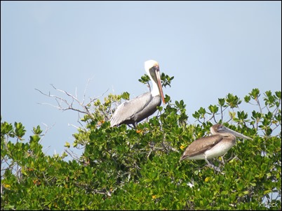 pelican roost