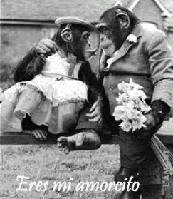MACACOS AMOR