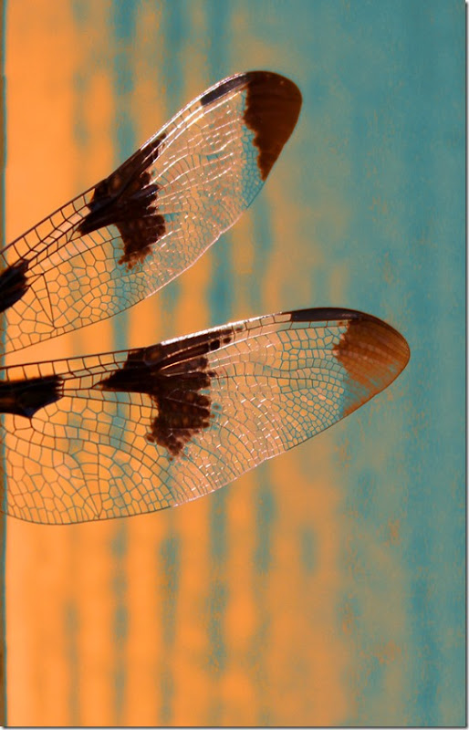 dragonflywings