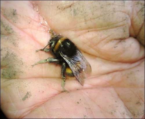 [bee%2520on%2520my%2520hand%2520bg%255B3%255D.jpg]