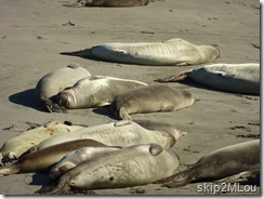 Oct 18, 2013: More happy elephant seals