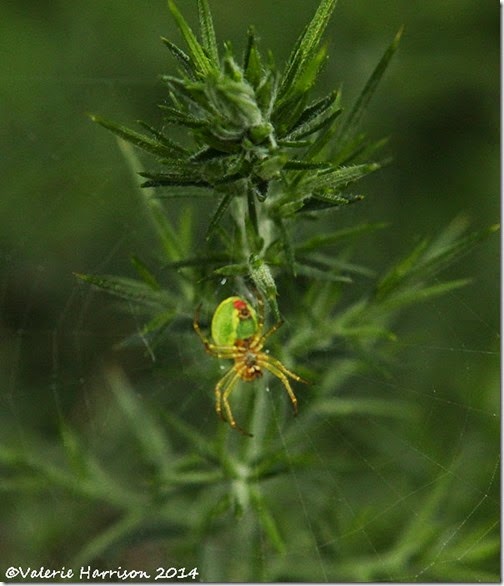 19-green-orb-spider