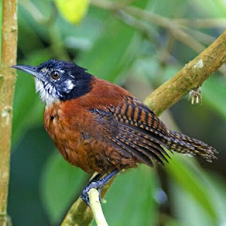 Download suara burung jenis wren suara burung