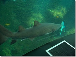 2012.08.05-026 requin