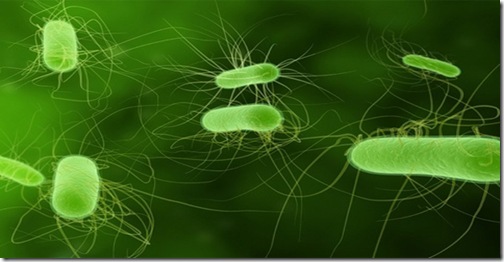 bacteria-e-coli