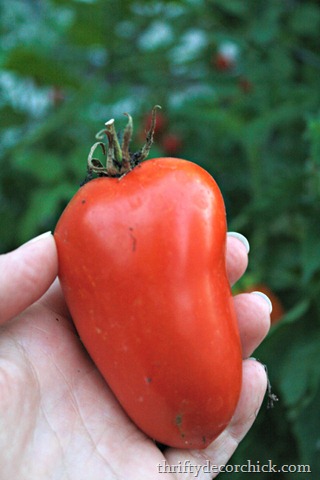 [roma-tomatoes-garden%255B3%255D.jpg]
