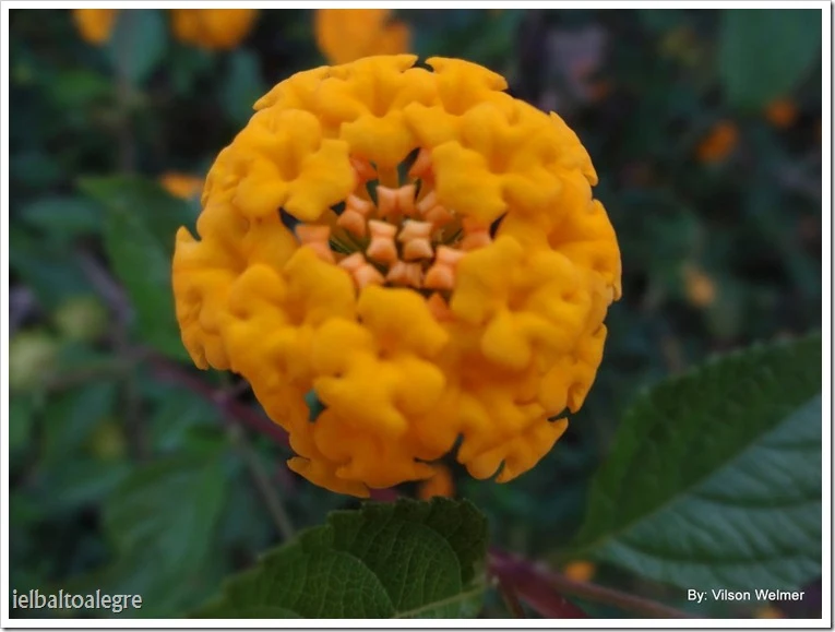 flores