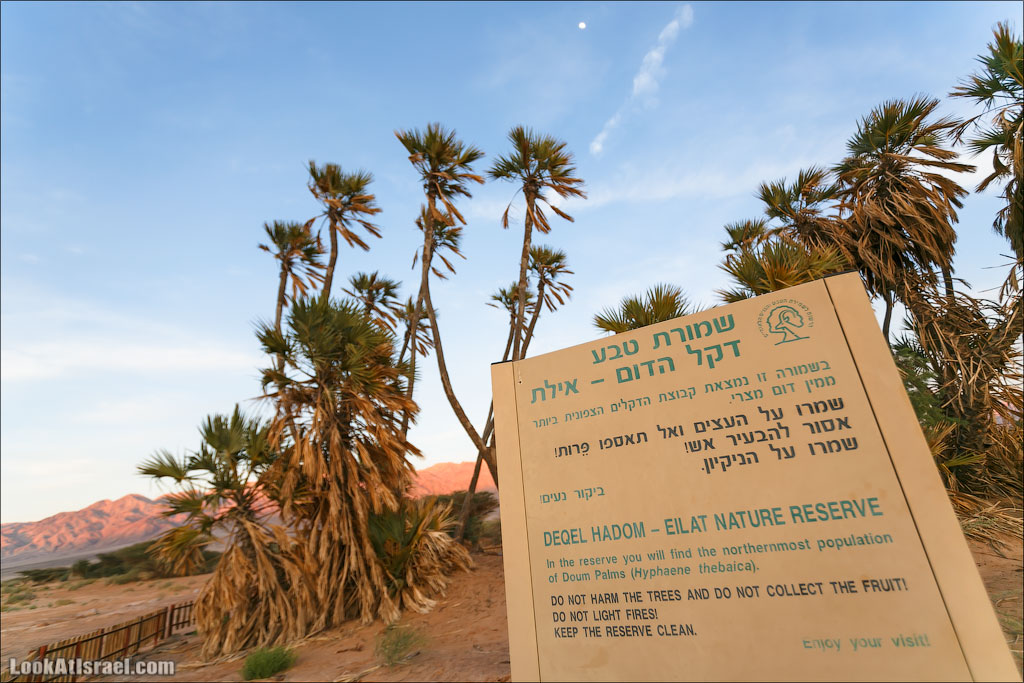 Дум пальмы | LookAtIsrael.com - Фото путешествия по Израилю