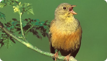 Ortolano4 Ortolano4
