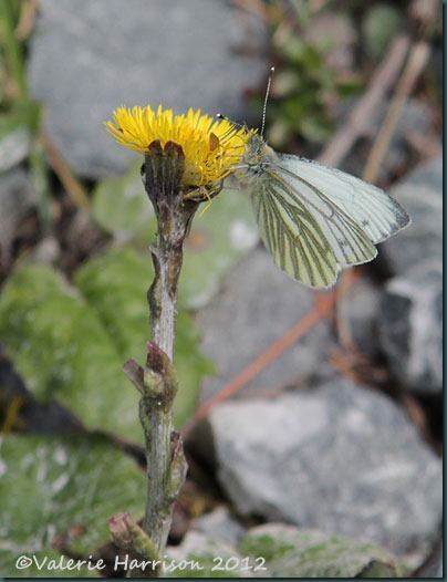 21-green-veined-white-on-coltsfoot