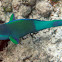 Bridled parrotfish