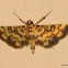 Crambid Moth