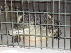 2009.05.22-033 crocodile