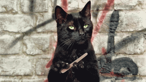 gato-vaidoso.gif