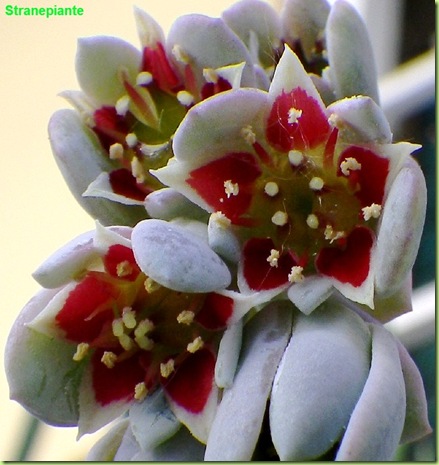 Pachyphytum oviferum fiori
