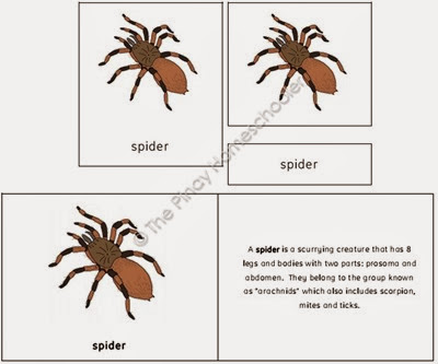 The Spider Preview