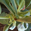 Coccinella septempimtaya