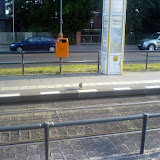 na Hauptsache die Bahn kommt nicht