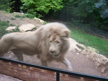 2004.08.25-064 lion blanc