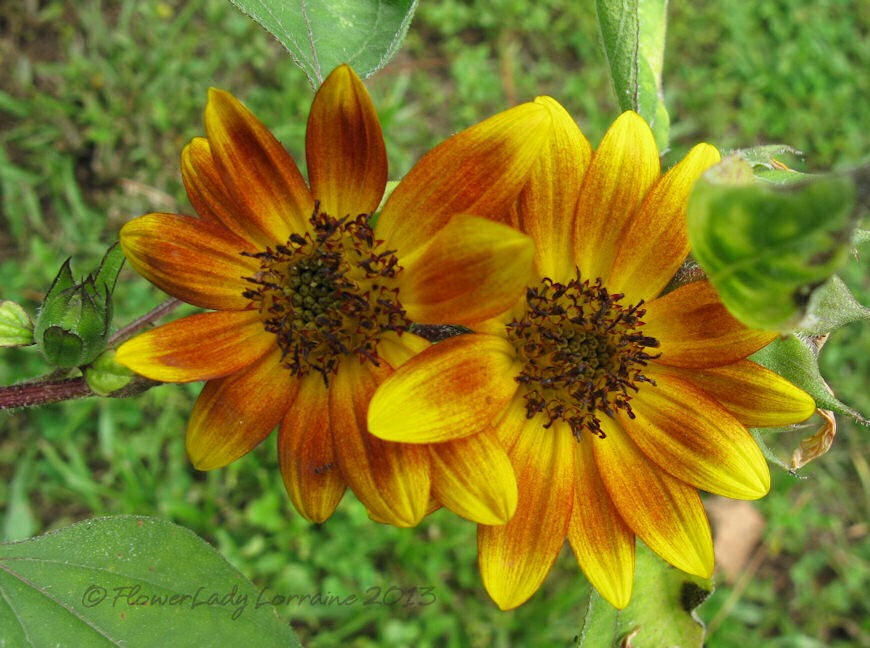 [06-27-sunflowers%255B4%255D.jpg]