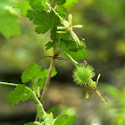 Miccosukee Gooseberry