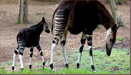 Amazing Animal Pictures Okapi (12)